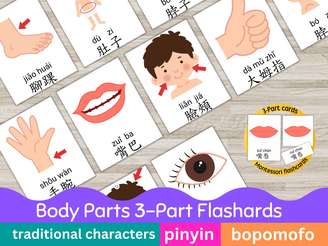 Body Parts Chinese Flashcards Bopomofo Pinyin Chinese Flash - Etsy