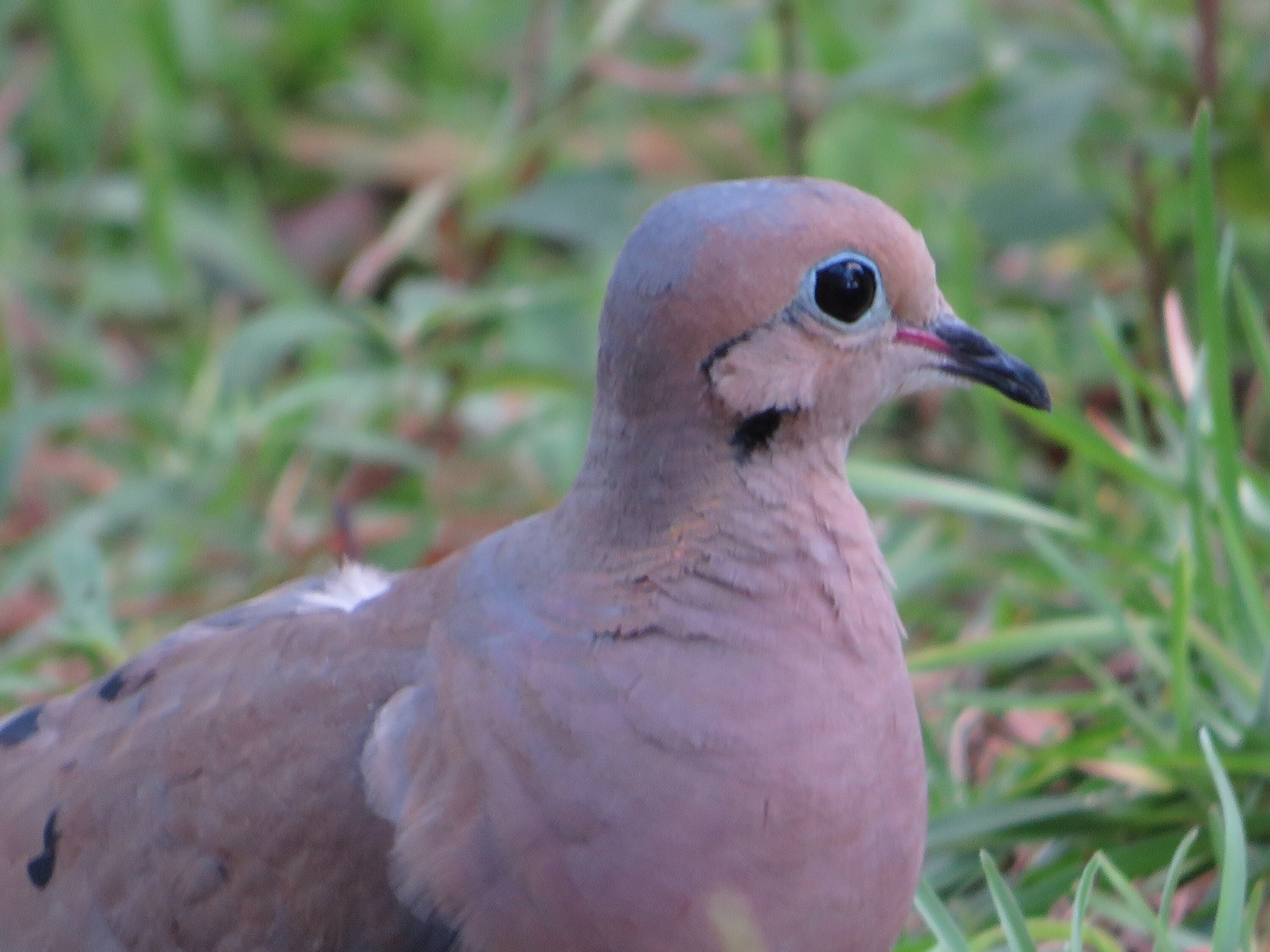 Paloma de luto pájaro - Etsy España