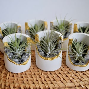 May include: White, cylindrical planters with gold trim and air plants. Each planter is filled with small, clear crystals. The planters are arranged on a woven, brown surface. The air plants have long, green leaves.