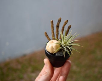 Halloween Airplant Planters