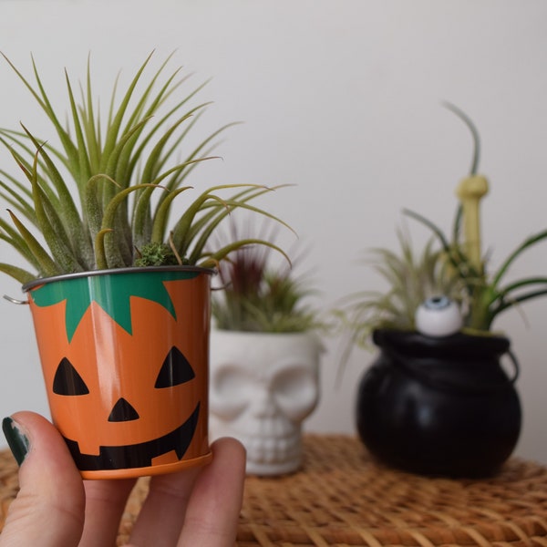 Halloween Air Plant Terrarium Display Decor - Jack o’ Lanterns - Witch's Cauldron - Skulls