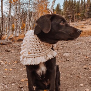 May include: A black dog wearing a cream-colored crocheted dog scarf with fringe. The dog is sitting in a forest setting with fall foliage in the background.