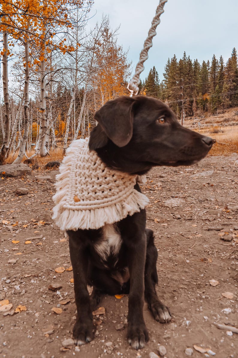 May include: A black dog wearing a cream-colored crocheted dog scarf with fringe. The dog is sitting in a forest setting with fall foliage in the background.