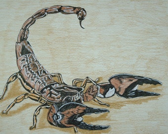 Scorpion Drawing Fine Art Giclee Print