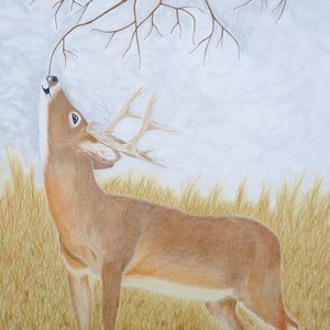 Deer Drawing Fine Art Giclee Print