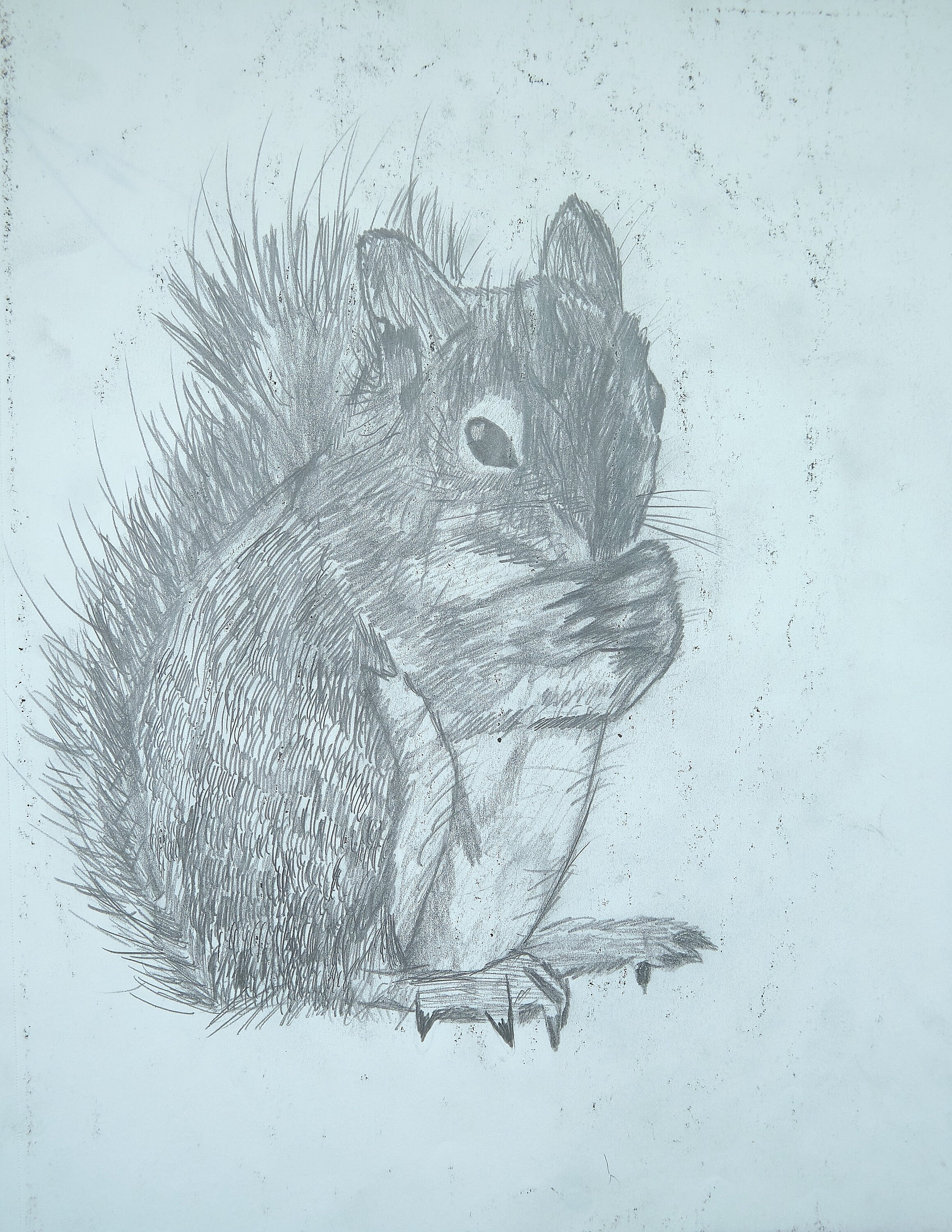 One line squirrel drawing. Squirrel in minimal... - Stock Illustration  [59048900] - PIXTA