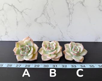 Echeveria Rainbow Colors Variegated