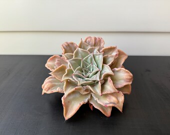 Echeveria Madiba Carunculated