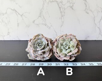 Echeveria Metallica Variegated Rare Succulent - Etsy
