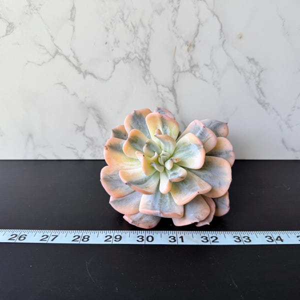Echeveria Exotica Variegated