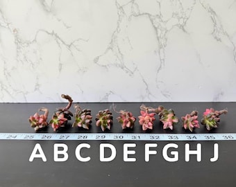 Sedeveria Valentine’s Day Variegated