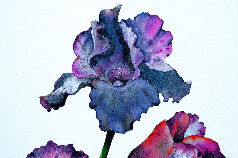 Iris Painting Original Art Tulip Artwork Morning Glory Etsy