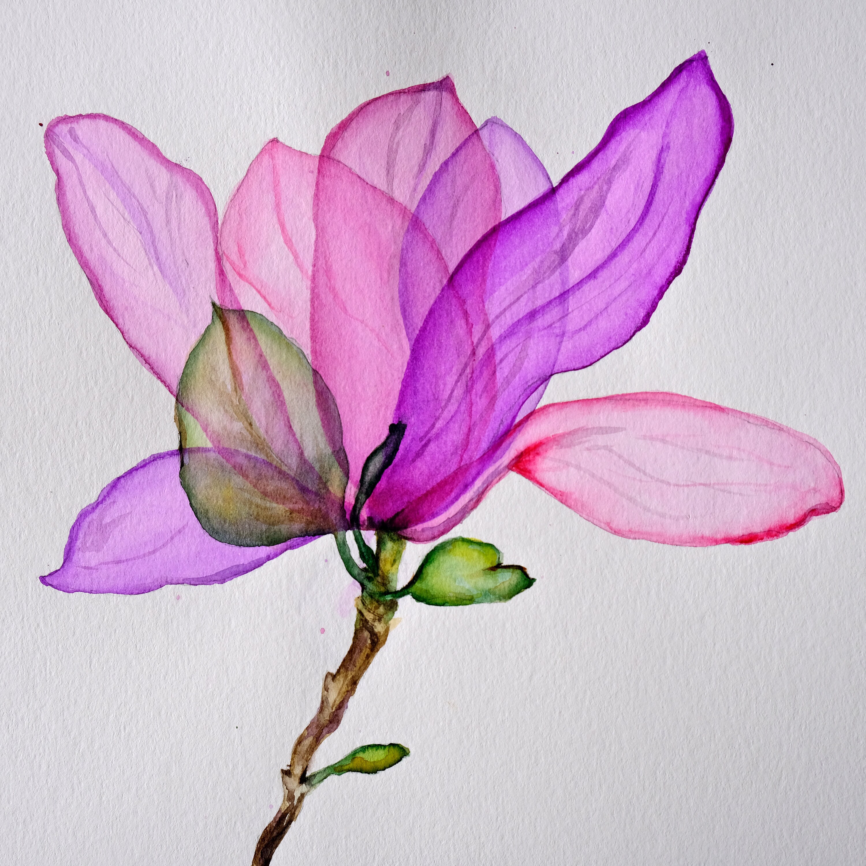 Magnolia Painting Original Art Flower Painting Watercolor Floral ...