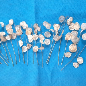 May include: A collection of dried, light brown, papery seed pods with delicate stems arranged on a bright blue background.