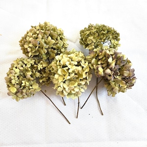 5 Large Dried hydrangea flower stems