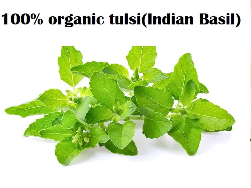 Homegrown Holy Basil Seeds 100,tulsi Herb Seeds culinary Herb,ready to