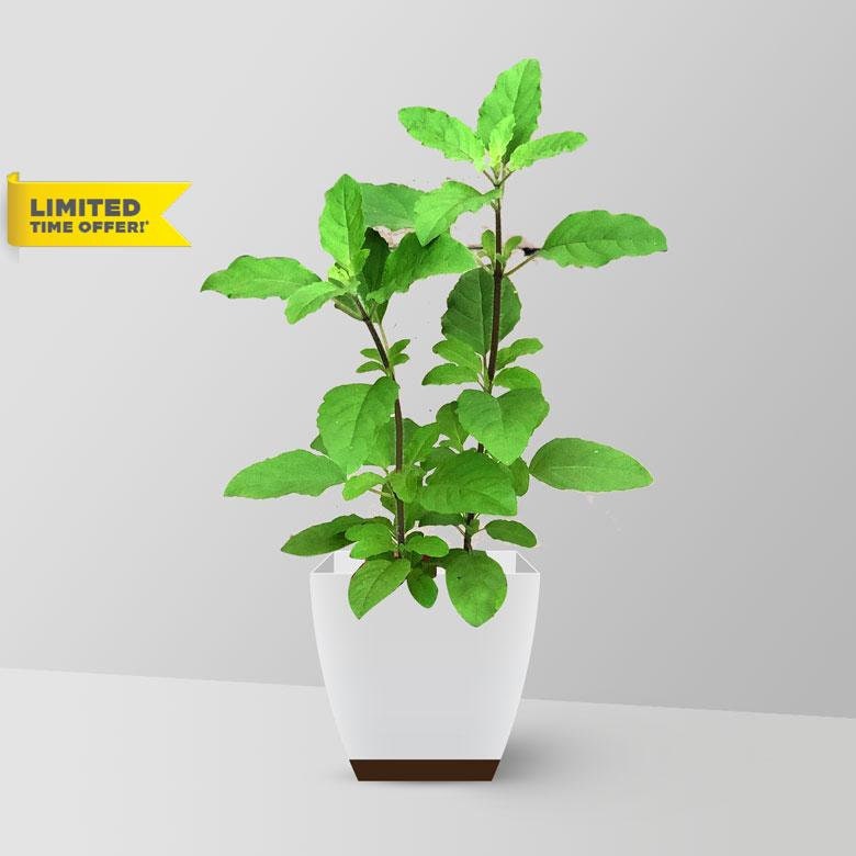 Homegrown Holy Basil Seeds 100,tulsi Herb Seeds culinary Herb,ready to Plant Tulsi Seeds ,indian
