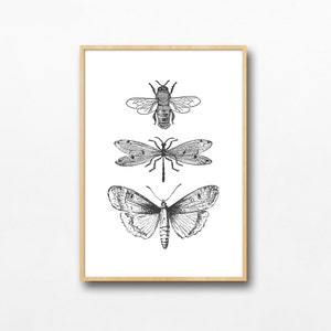 Bee, Moth, Dragonfly, Bug Sketch Trio, Minimal Ink Line Art Print, Celestial Mystic Apothecary, Aesthetic Cottagecore Vintage Boho Printable