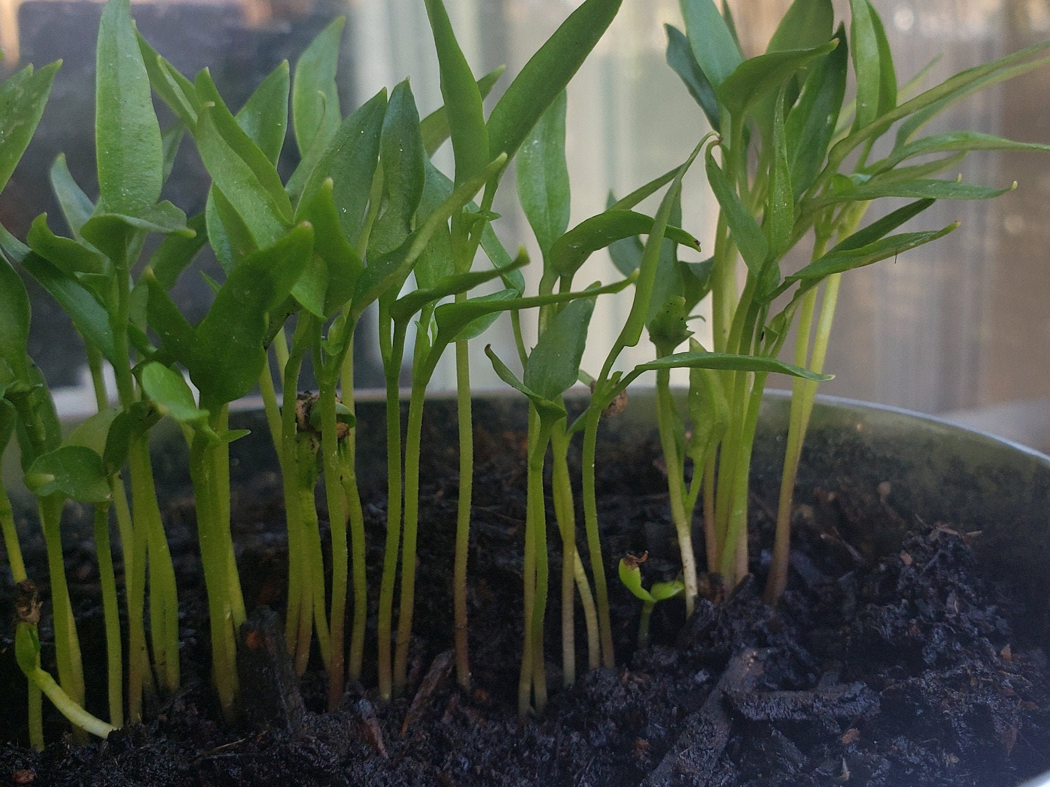 3 inch Baby Bell Pepper Plant 4 different Colors available Etsy