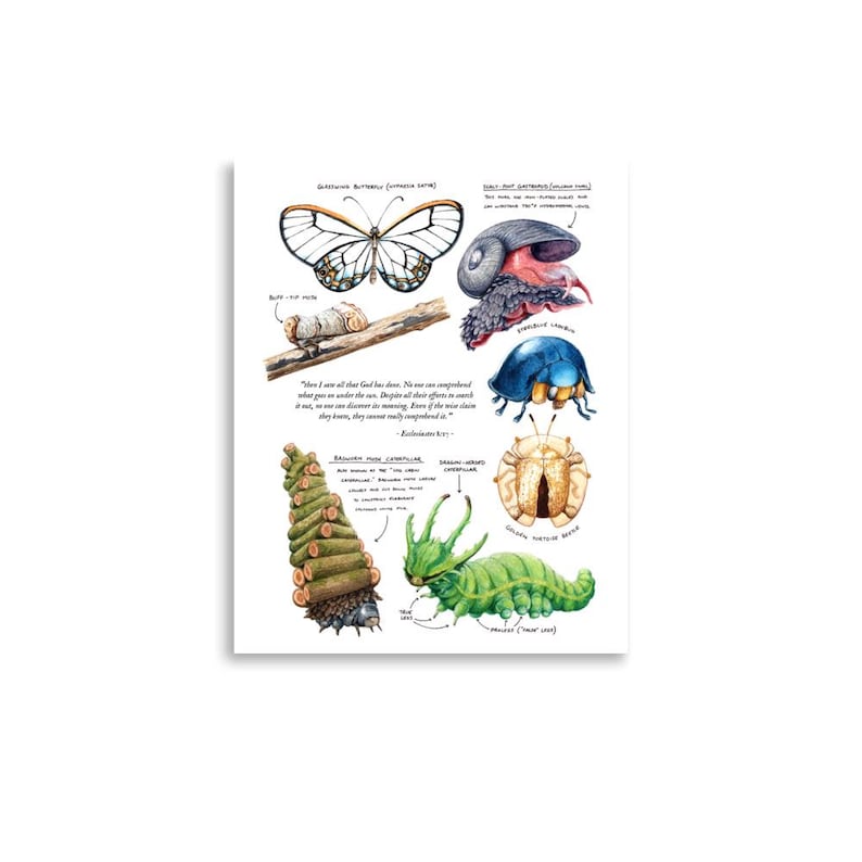 Watercolor Insects - Illustrated Poster Print - Etsy