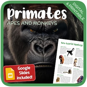 Könnte beinhalten: Nahaufnahme eines Gorilla-Gesichts mit einem Textüberlagerung, die "Primaten: Affen und Affen" und "Digital & Druckbar" lautet. Das Bild enthält auch ein Google Slides-Logo und den Text "Google Slides enthalten!" Der Text unter dem Gorilla-Gesicht lautet "Neuwelt-Affen" und listet verschiedene Affenarten mit Beschreibungen auf.