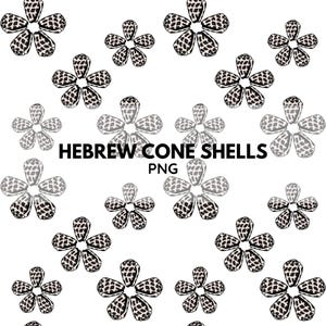 Hebrew Cone Shell PNG | Beach Shell Pattern | Pattern Print | PNG file | Digital file