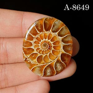 May include: A polished, oval-shaped ammonite fossil featuring a spiral pattern with warm amber and brown tones, accented by white mineralised chambers. The fossil displays the text A-8649 in the upper right corner against a black background.