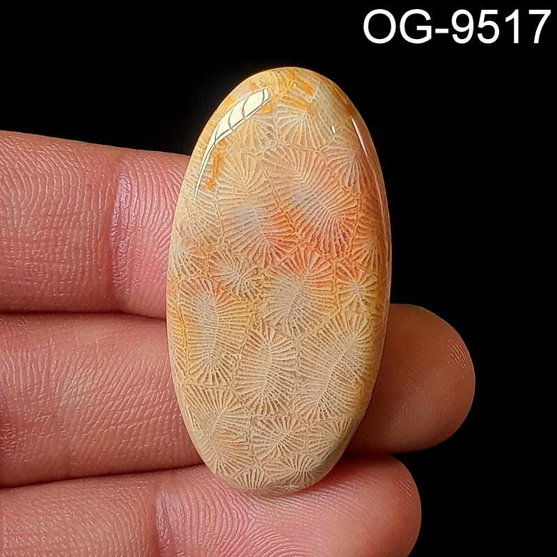 Natürlicher Fossil Coral Edelstein - Großhandel Fossil Coral Cabochons - Flache Rückseite - Poliert - Für die Herstellung von DIY Art Craft Schmuck