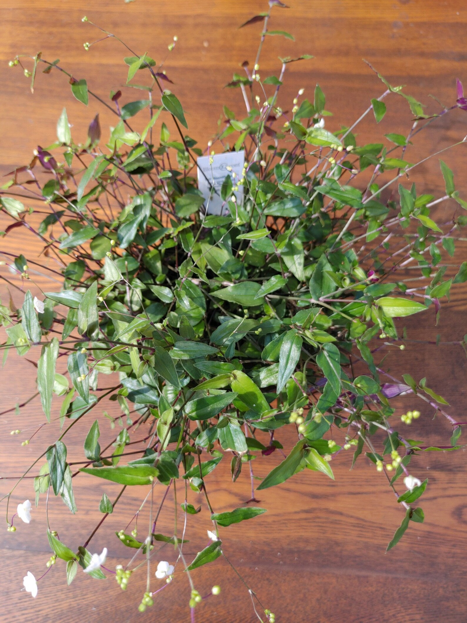 Tahitian Bridal Veil Gibasis pellucida Etsy