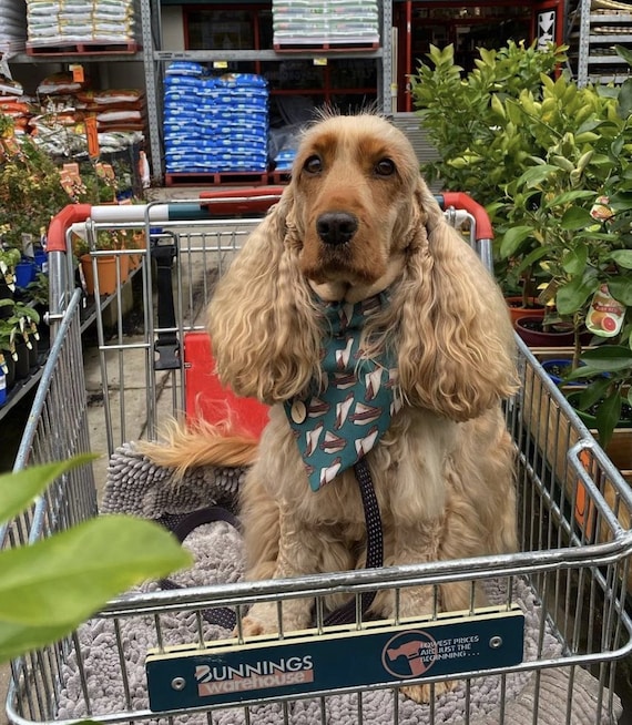 Are Dogs Allowed In Bunnings Nsw
