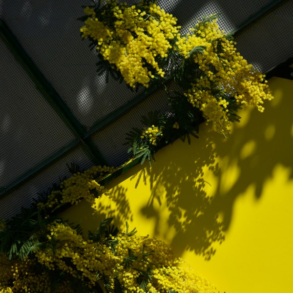 Photographie de mimosa pour le 8 Mars