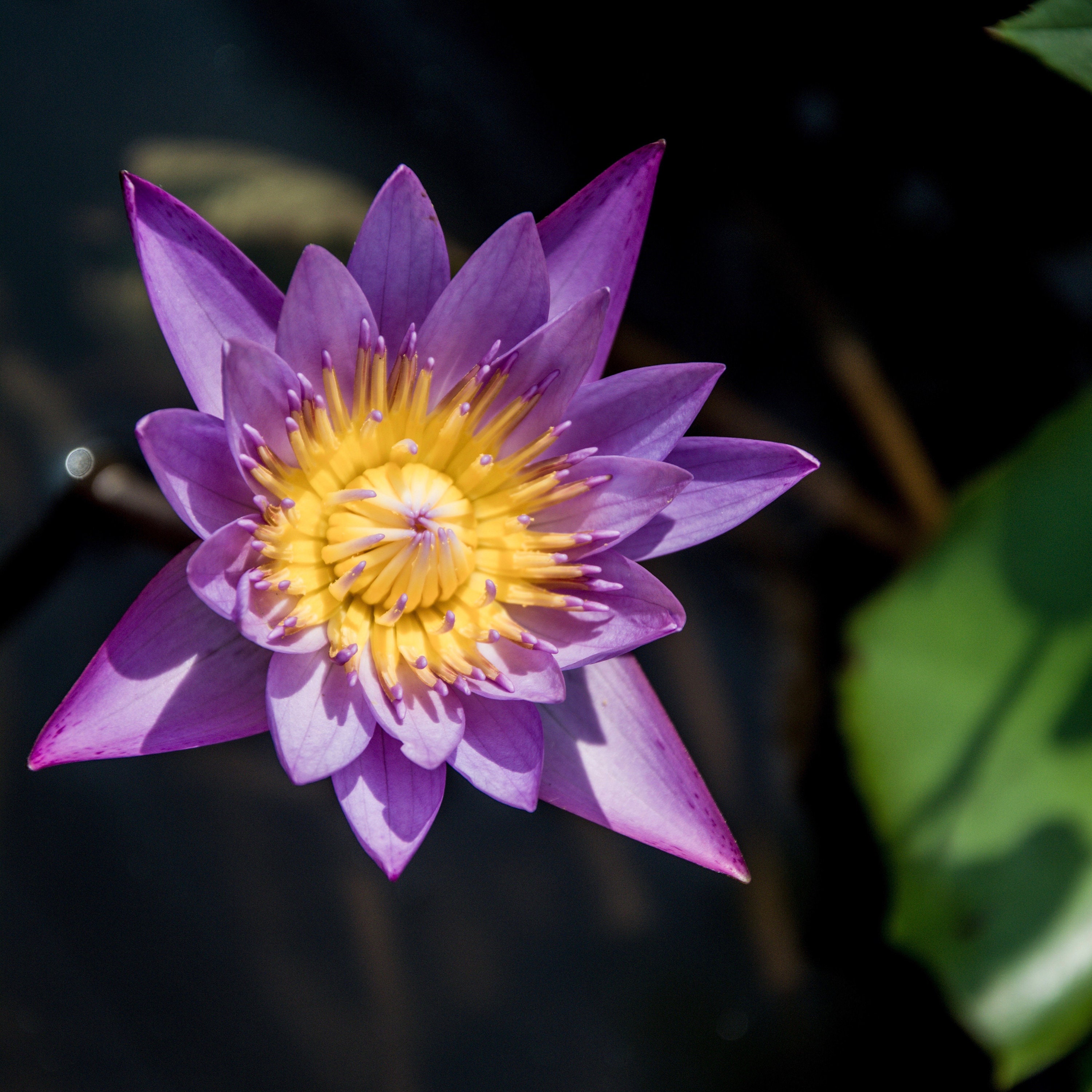 Photographie Lotus