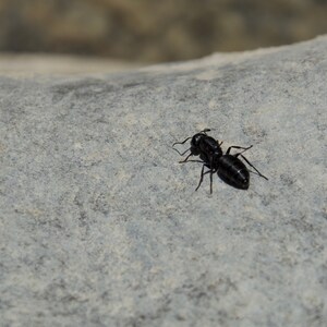 Photo of an ant