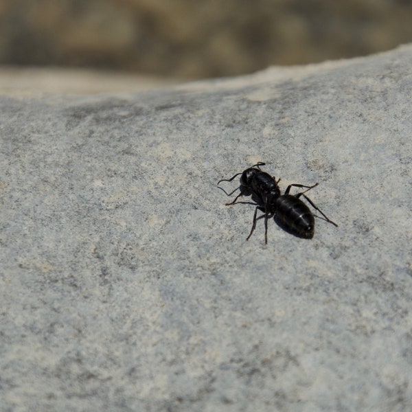 Photographie d'une fourmi