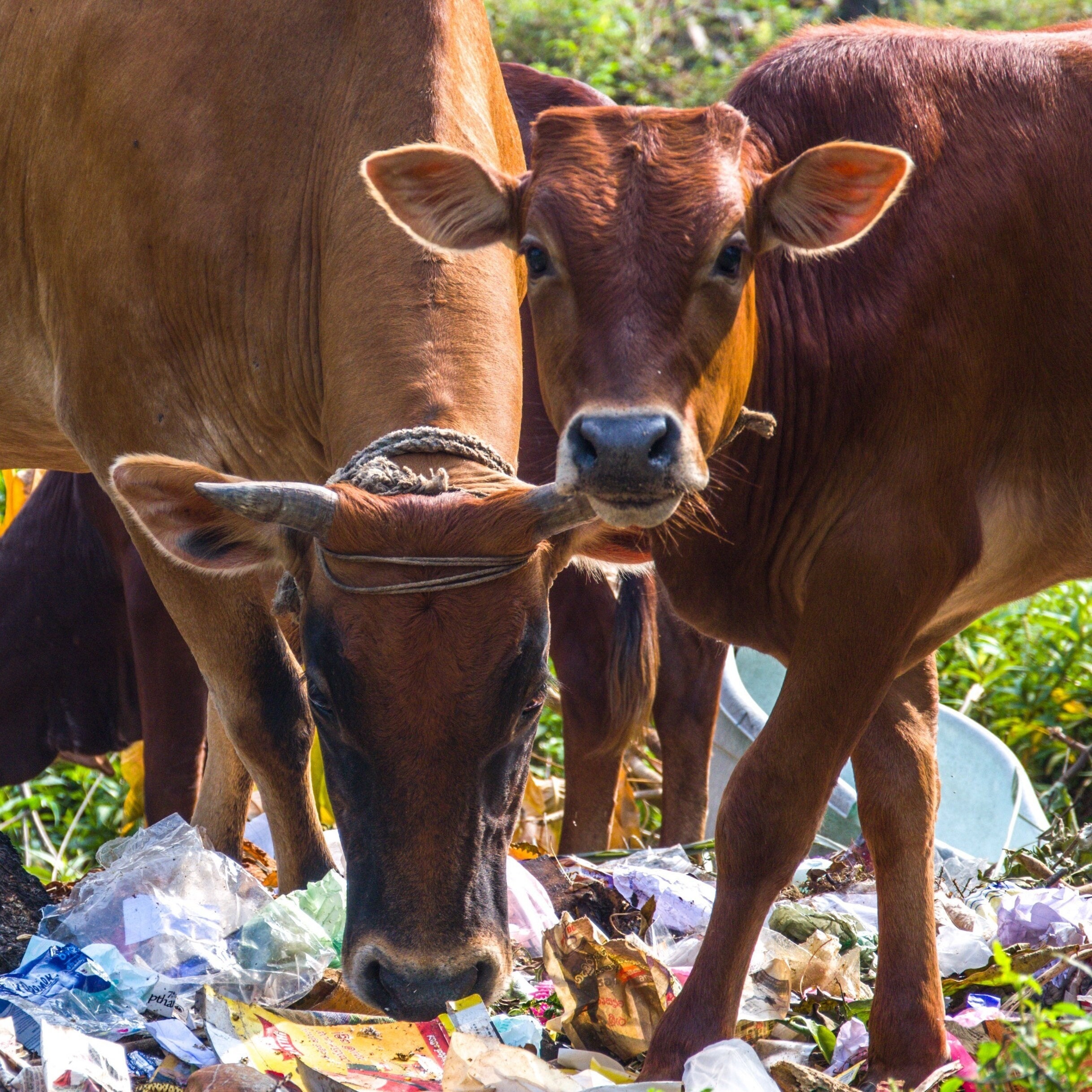 Photographie Holy Cows