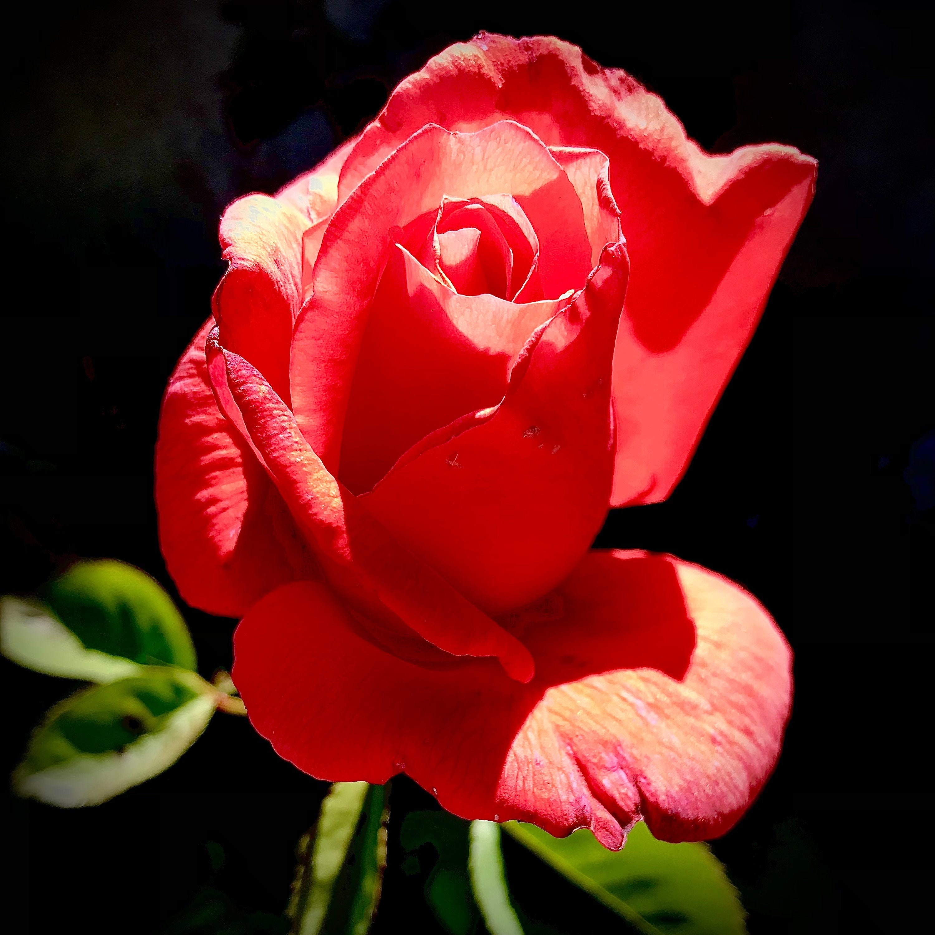 Photographie Red Rose