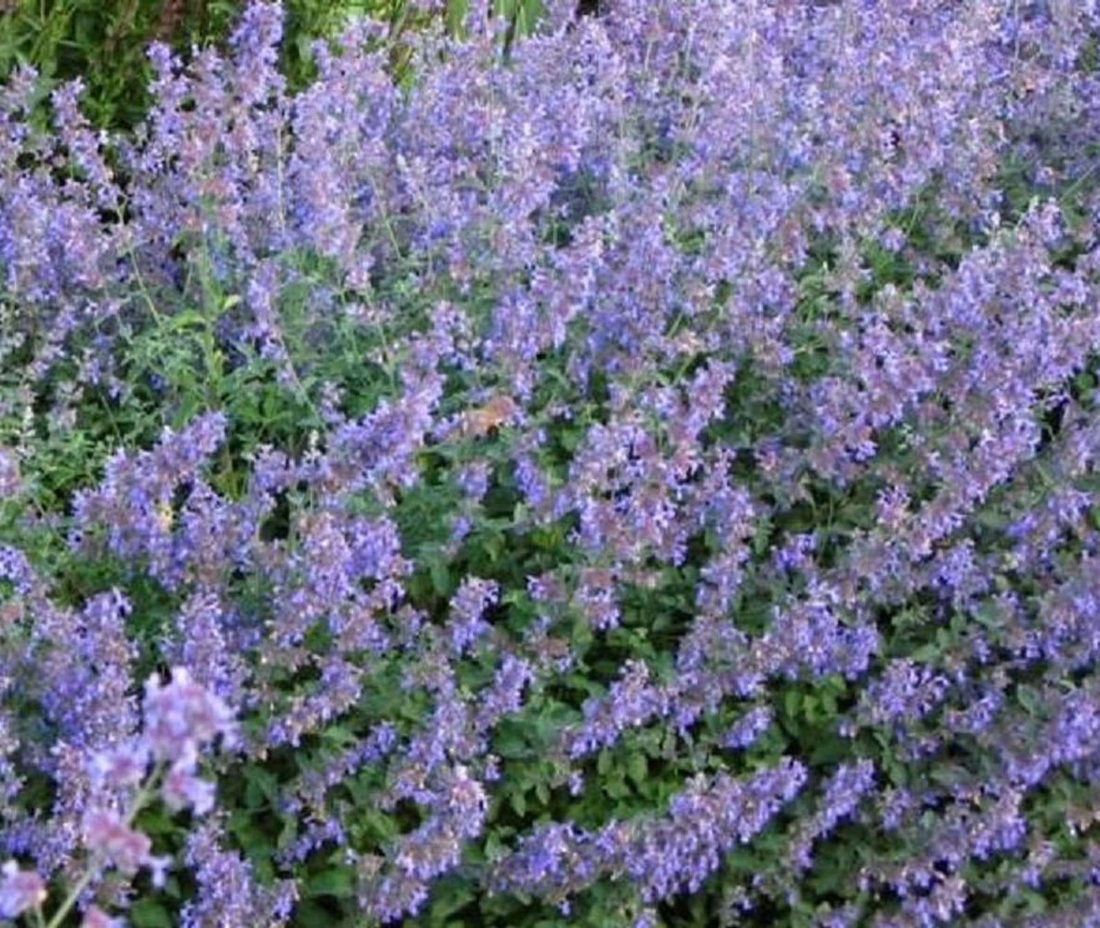 Nepeta Faassenii Six Hills Giant Catmint Perennial 9cm Pot | Etsy