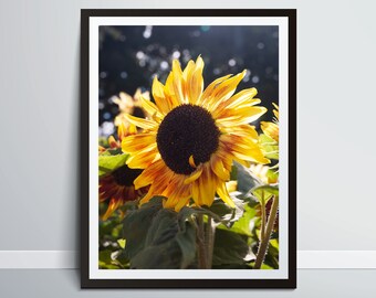 Vibrant Blossoms - Radiant Sunflower Art Print, Wall Art! Instant Digital Download
