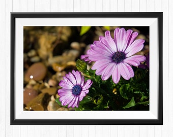 Purple Daisy Photography Art Print: Floral Wall Decor (Digital Download)