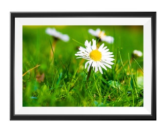 Daisy Flower Print: Boho Home Decor Photography (Digital Download)