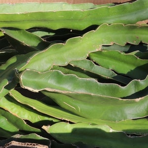 Puede incluir: Una colección de tallos largos y verdes de cactus de fruta del dragón con una textura gruesa y carnosa, con bordes ondulados y festoneados. Los tallos están segmentados con pequeñas espinas afiladas espaciadas a lo largo de las crestas.