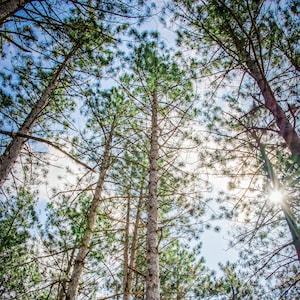 Pine Trees Digital Download