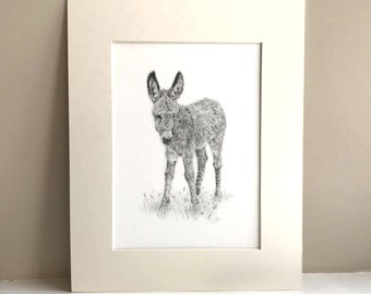 New Forest Donkey Foal Print