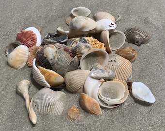 Small Medium Natural seashells bulk Mermaid beach wedding decor Nautical decoration sea shell Natural Sea shell for jewelry Beach lover gift