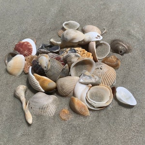 Small Medium Natural seashells bulk Mermaid beach wedding decor Nautical decoration sea shell Natural Sea shell for jewelry Beach lover gift