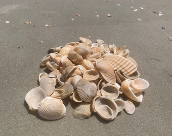 Florida seashells Bulk assorted shell mix Beach Wedding Decor sea shells for art crafting Natural Sea shells for jewelry Beach lover gifts