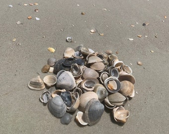 May include: A pile of seashells of various sizes and colors, including white, brown, and gray, on a sandy beach.