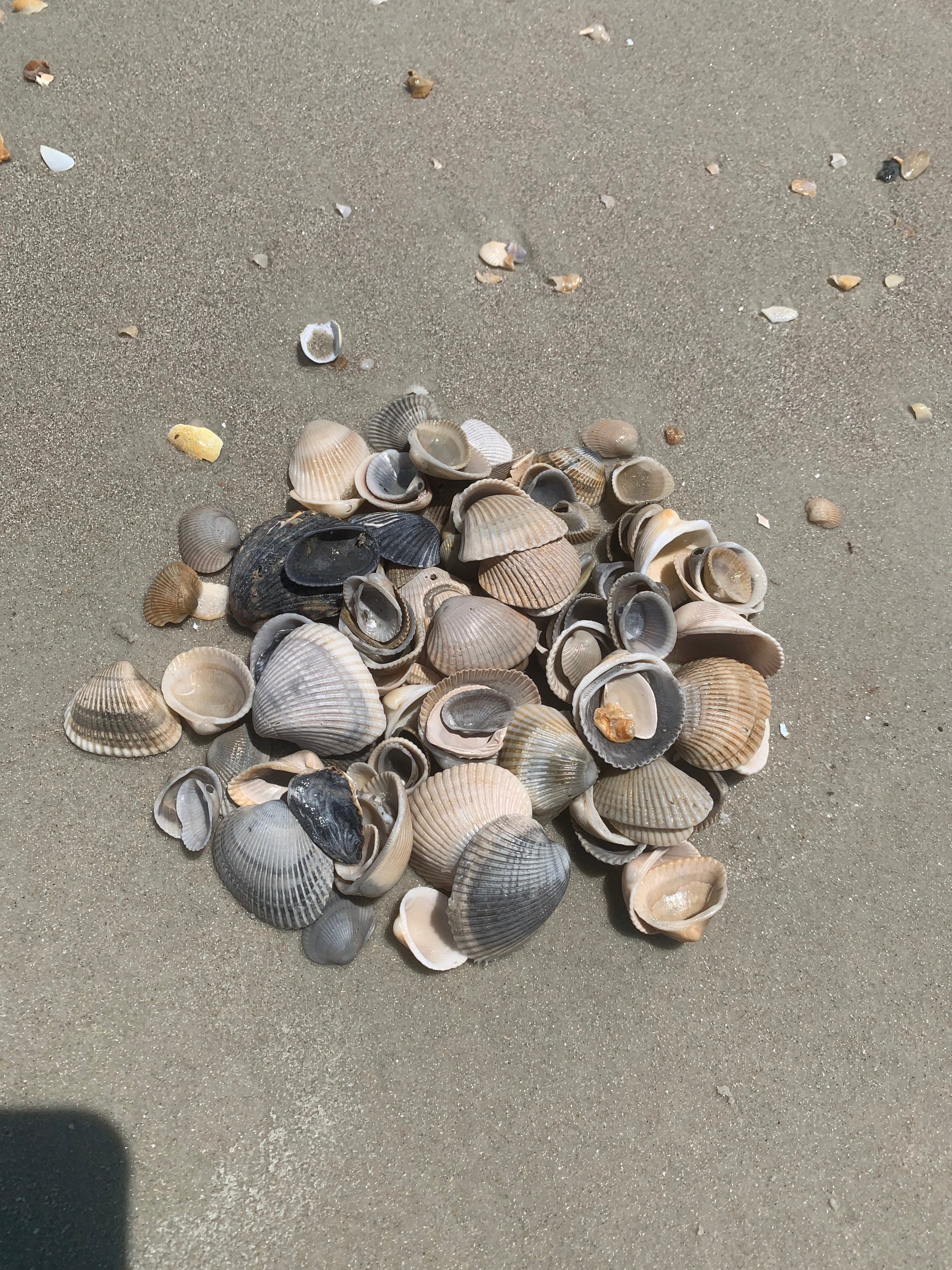 Atlantic Seashells Decor Sea Shells for Art Crafting Bulk Assorted ...