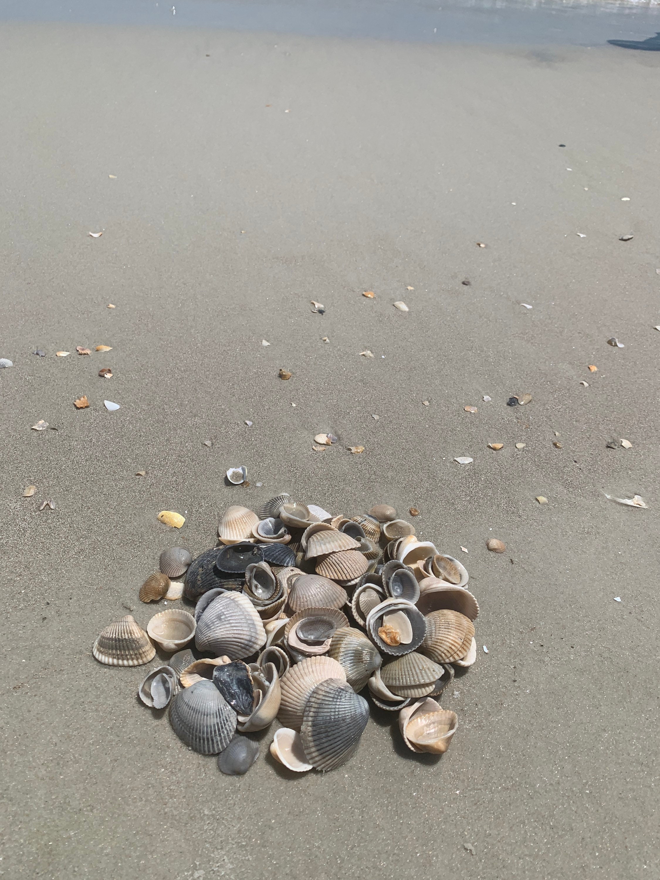 Atlantic Seashells Decor Sea Shells for Art Crafting Bulk Assorted ...