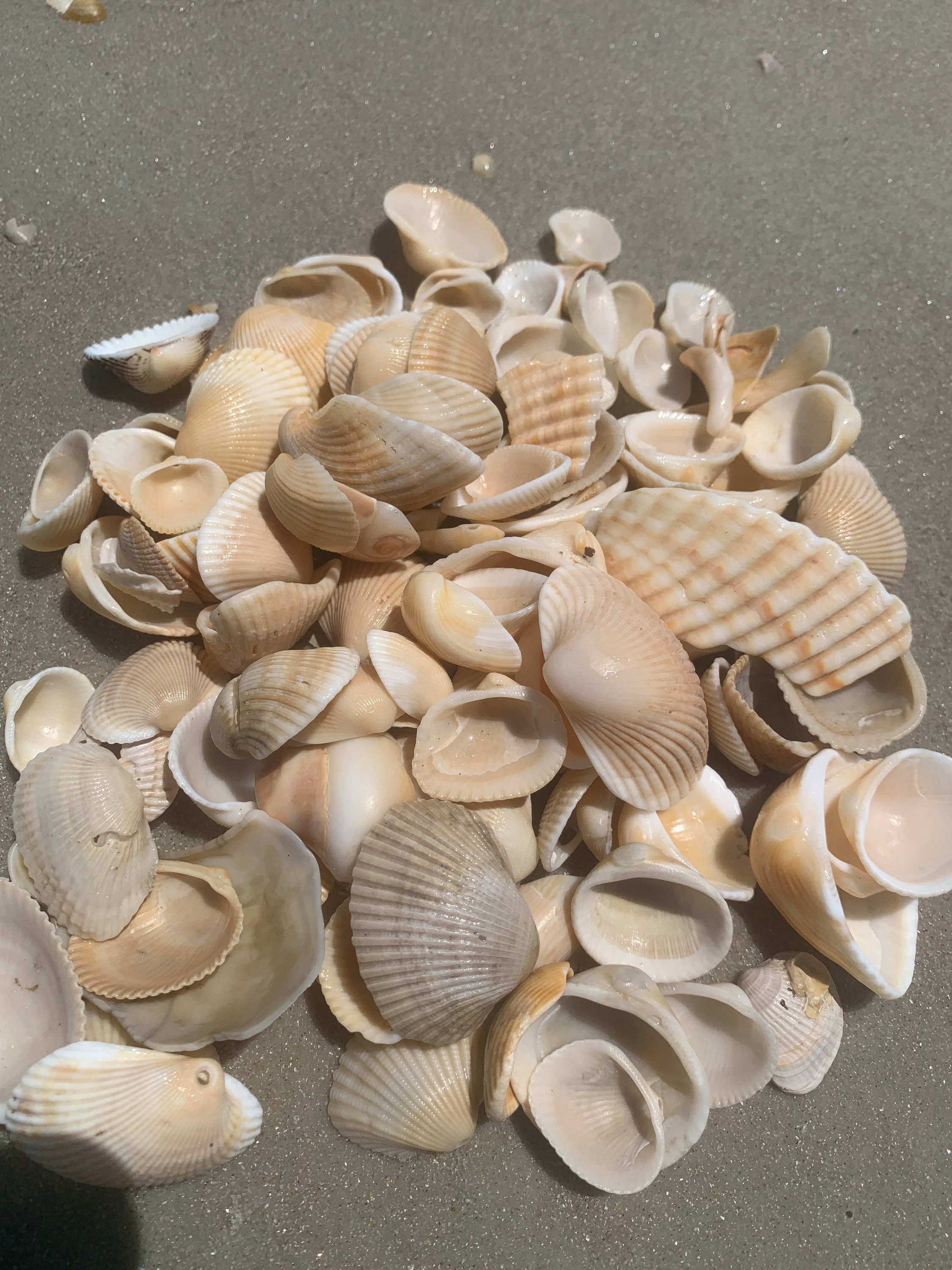 Small Medium Natural Seashells Bulk Mermaid Beach Wedding Decor ...